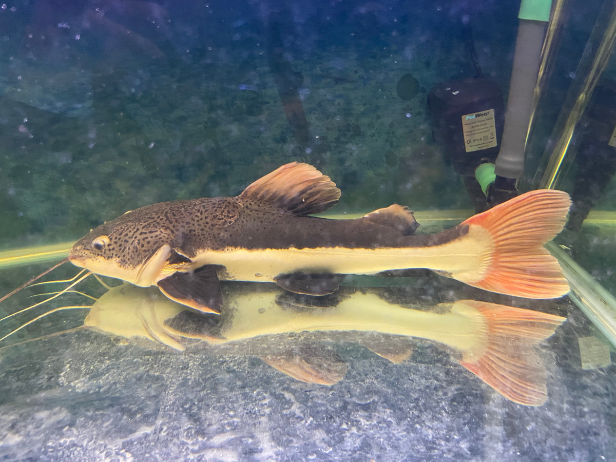Buy Red Tail Catfish 50cm - Large & Colorful Freshwater Predator Fish ...