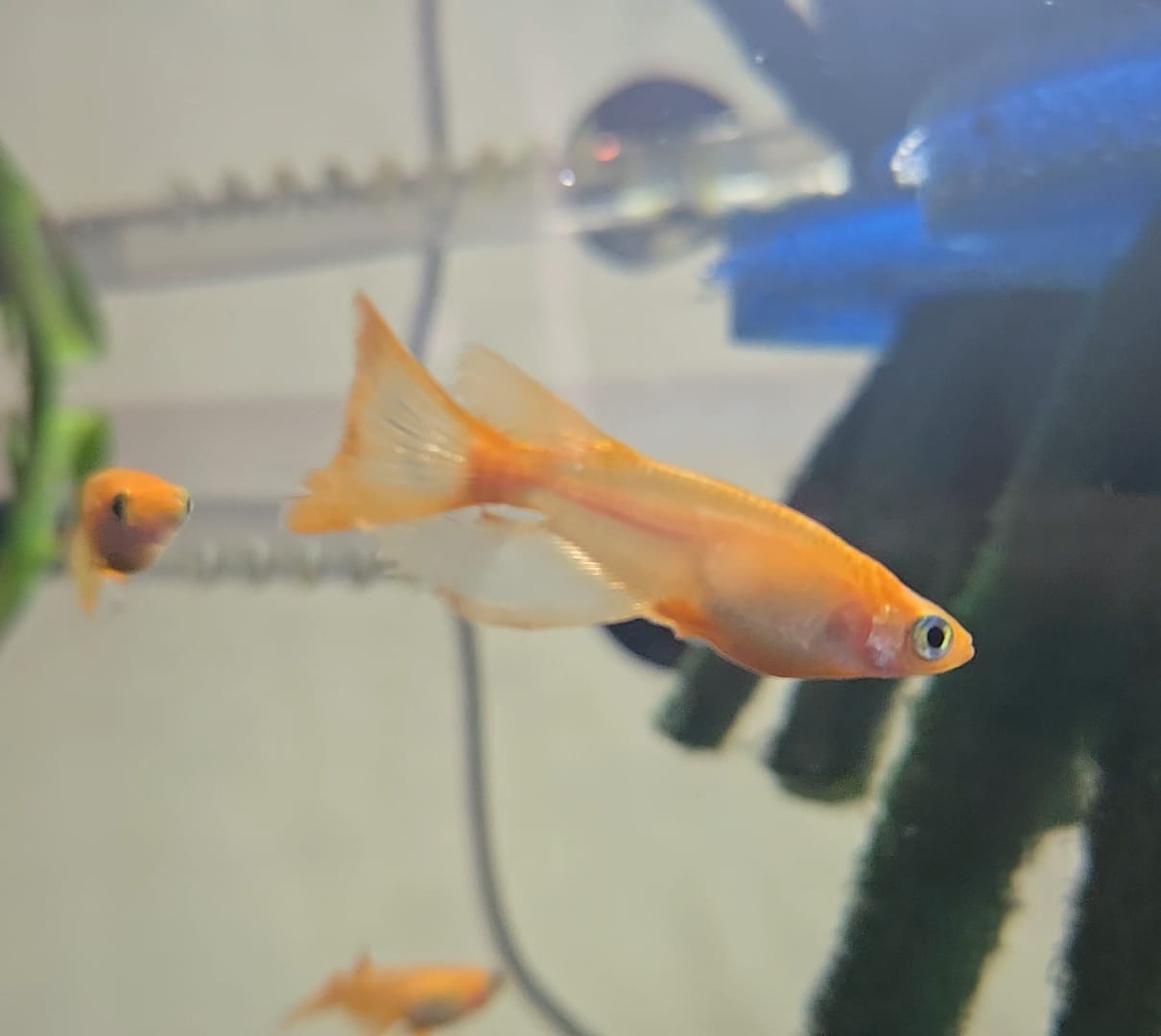 Sunrise Longfin Medaka Fish - Rare Longfin Japanese Rice Fish for Sale