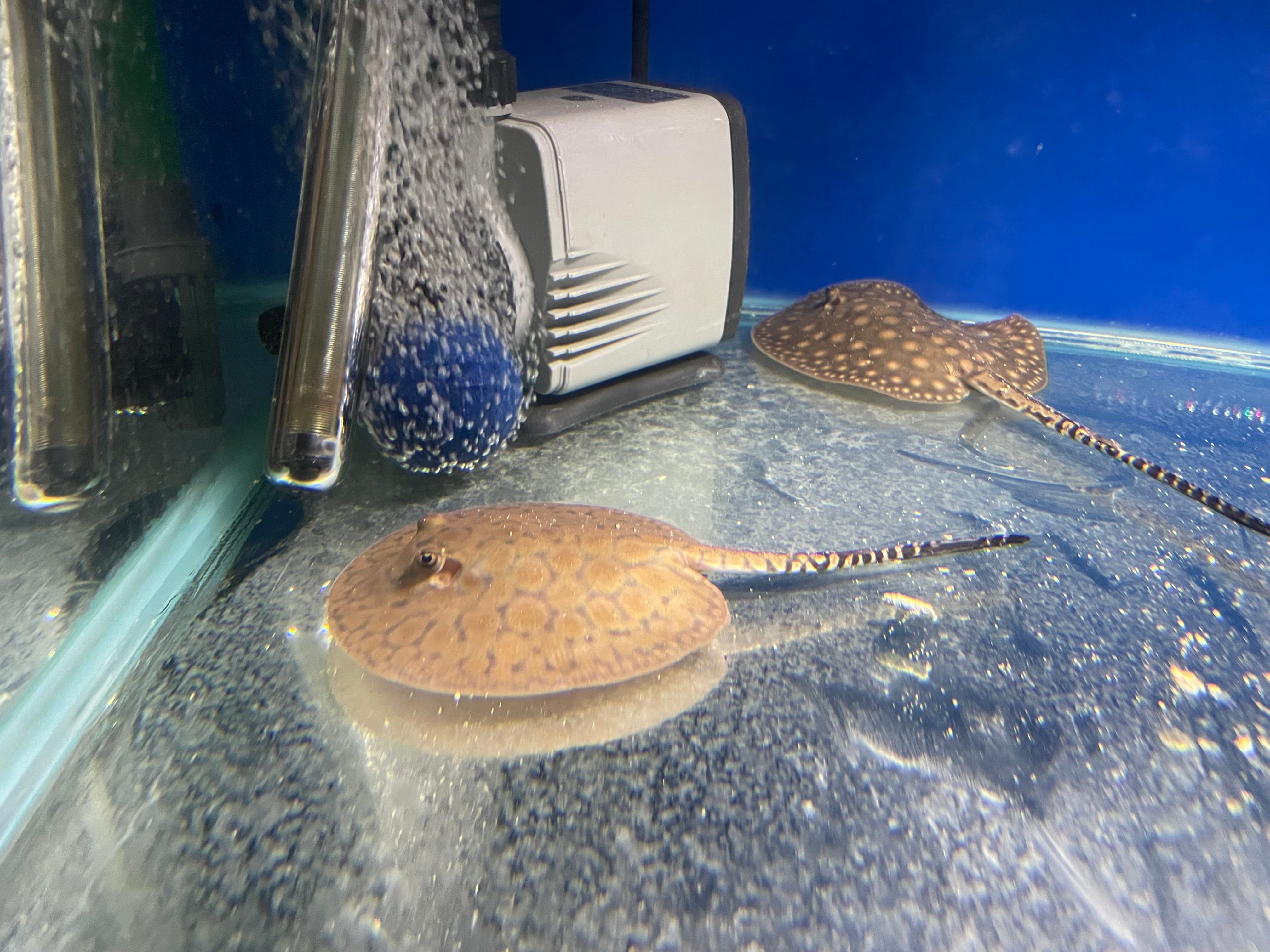 Buy Motoro Het Pup Stingrays for Sale Premium Quality Care Tips H2O aquarium