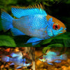 Electric blue ram fish -home breed
