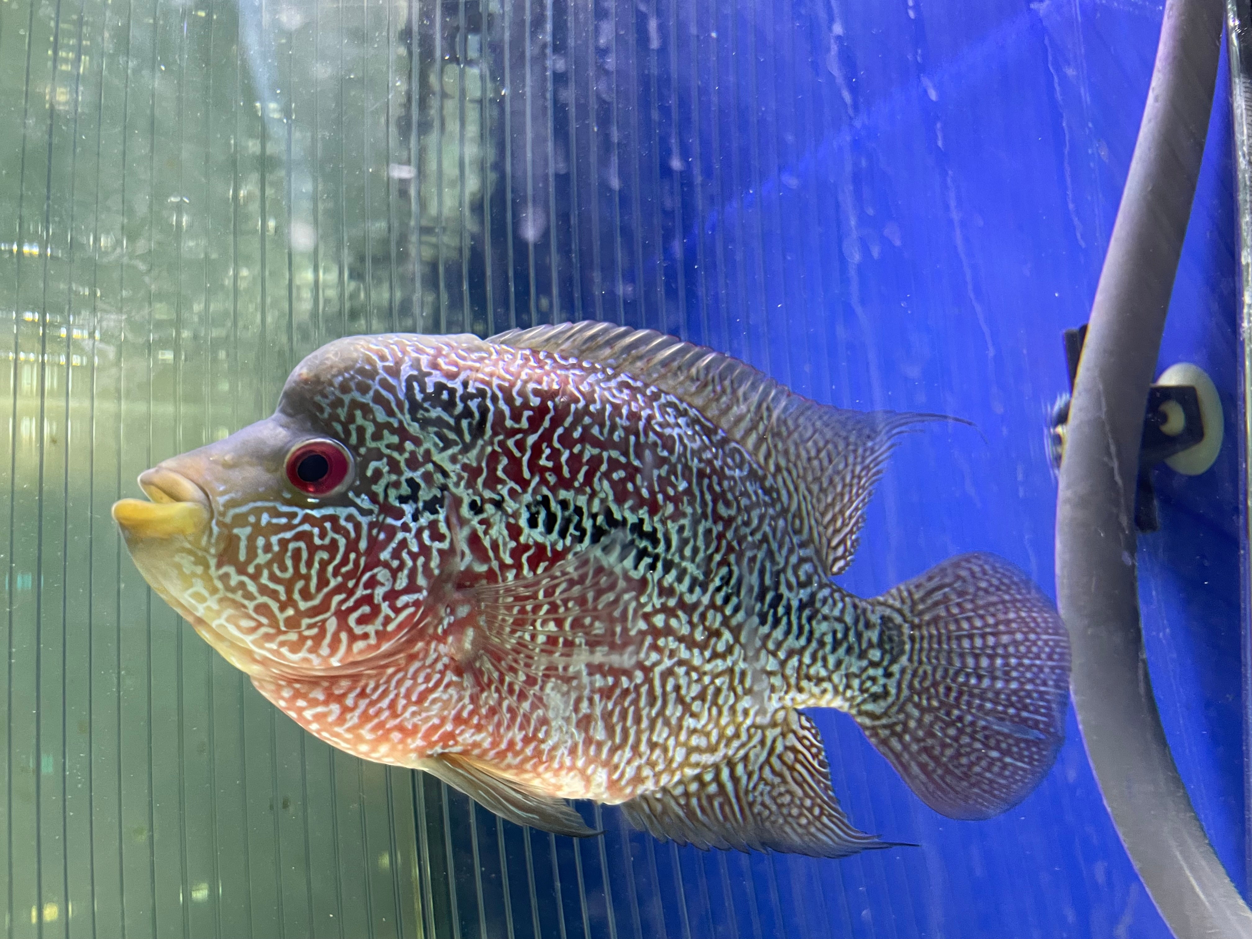 Female flowerhorn for sale (cencu X SRD) - home breed