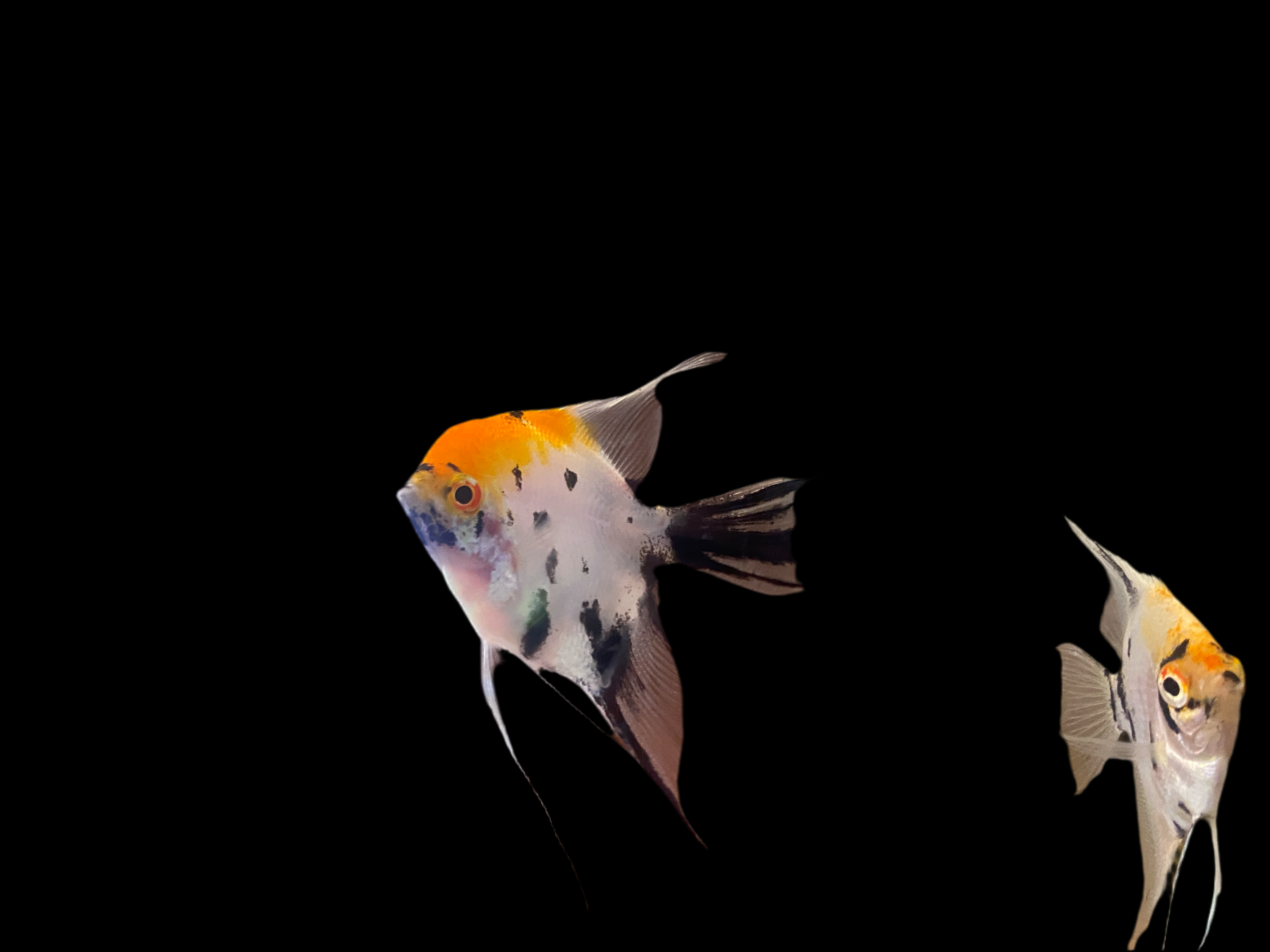 Koi Angelfish in Australia - Stunning Koi Angelfish for Sale