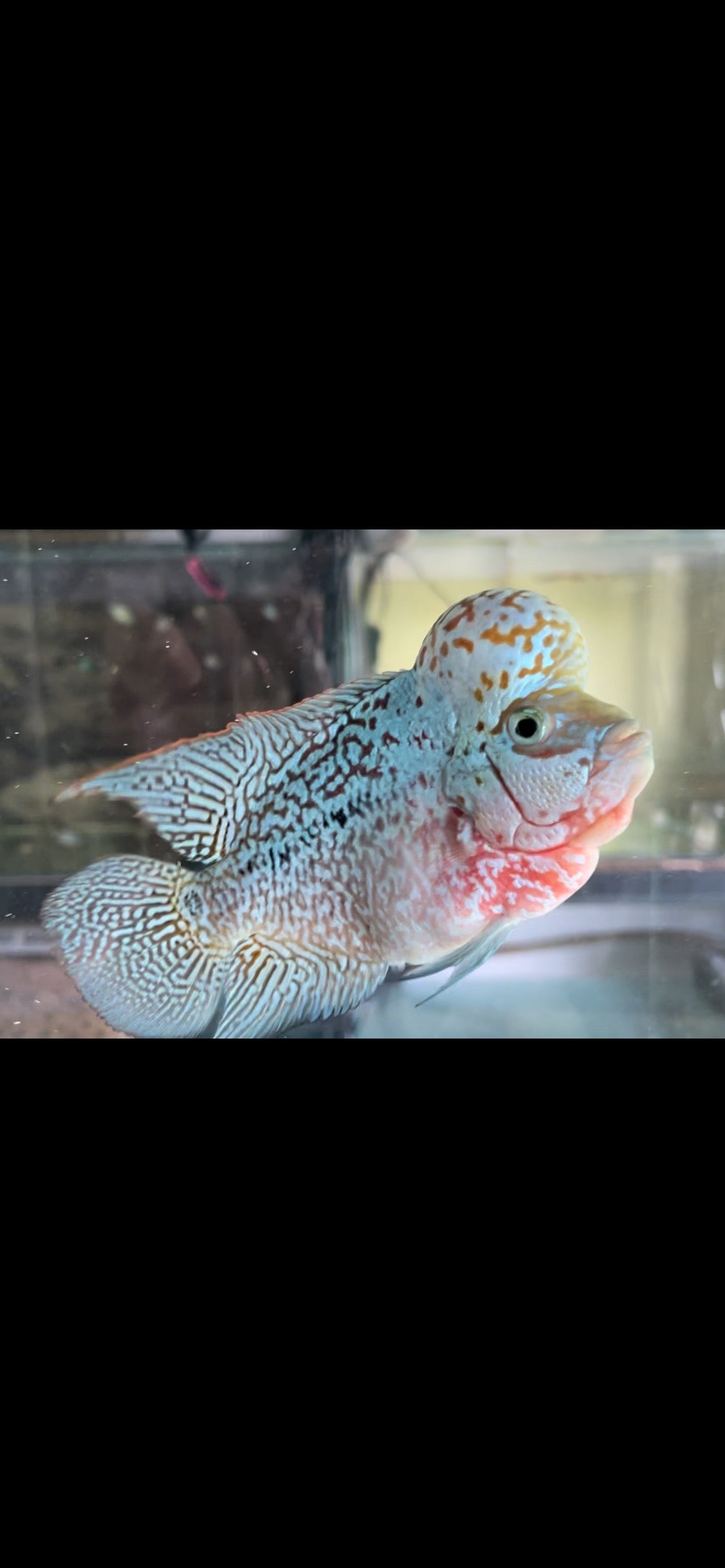 Flower horn cichlid (Kamfa f2 full head and face pearl, perfect wrap fin) - home breed (high quality)