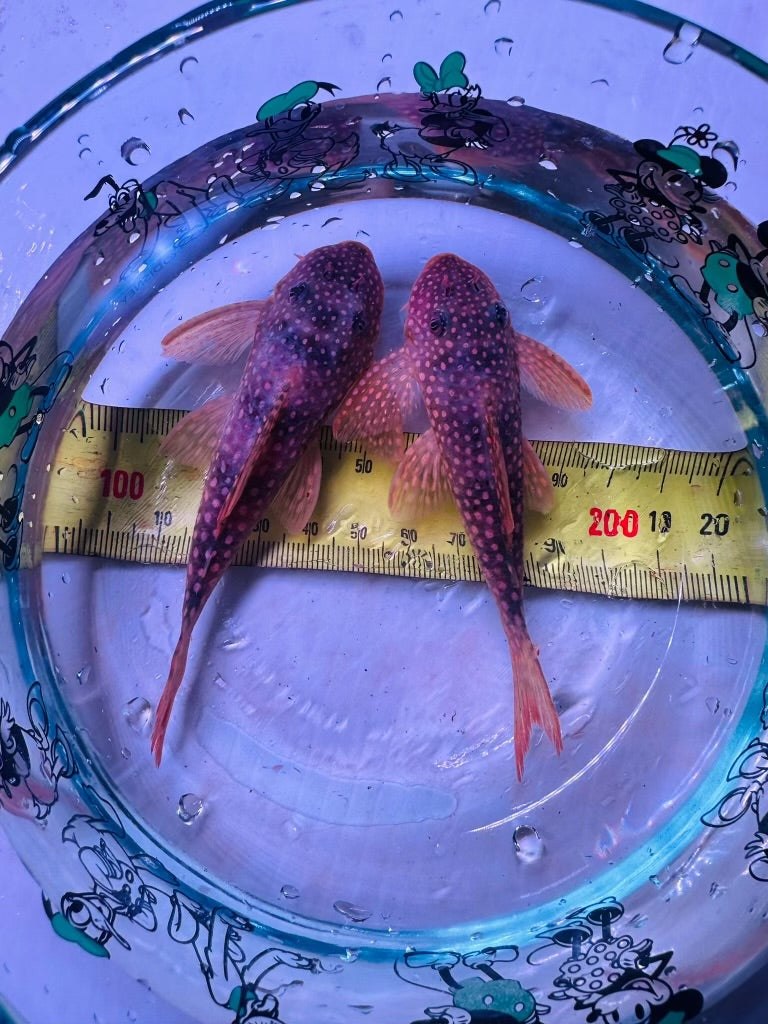 L014 Sunshine Pleco for Sale in Australia