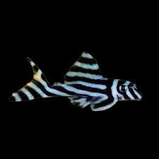 Zebra Pleco L046 - Rare & Easy-Care Armored Catfish | Expert-Bred & Healthy