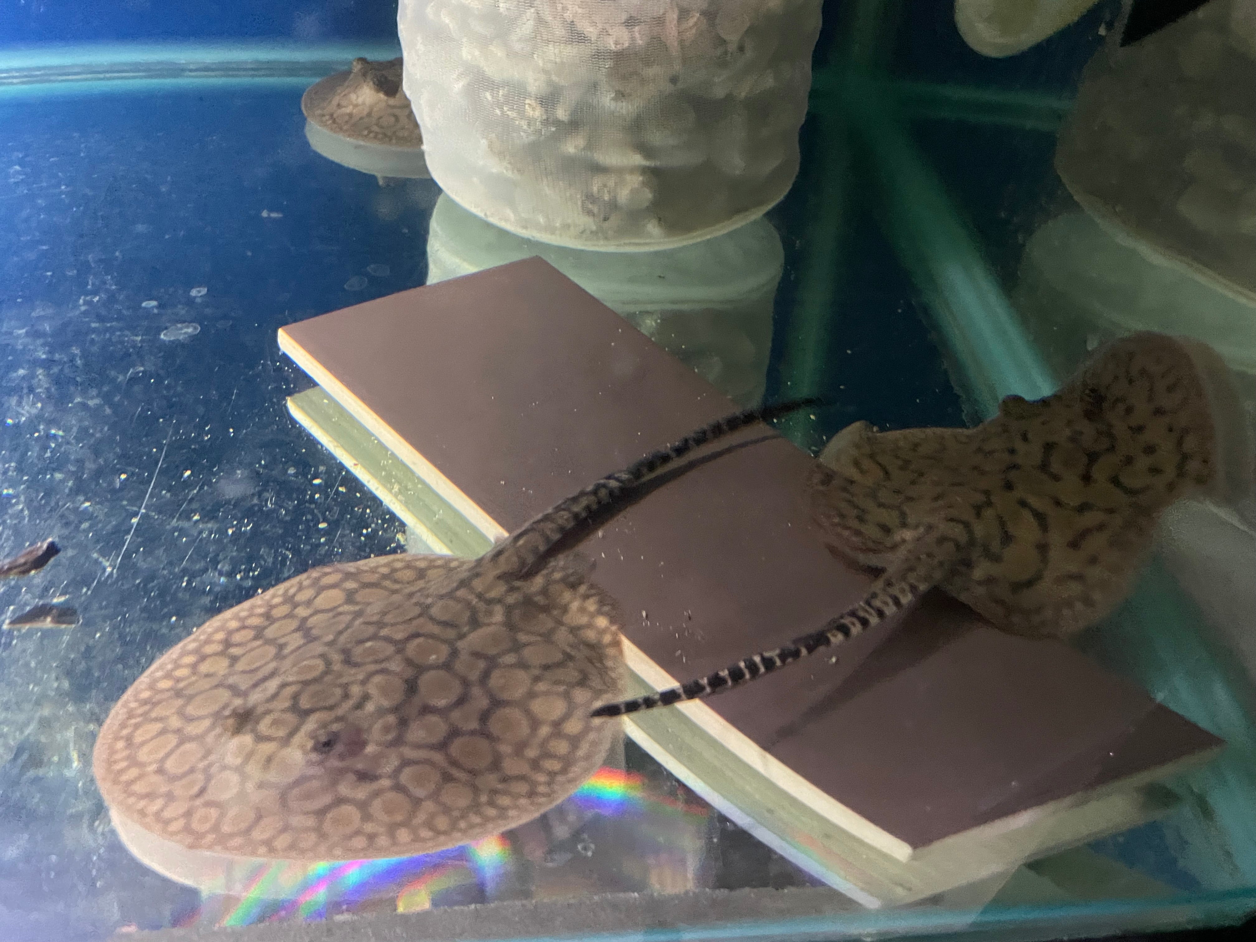 Motoro Het Pup Stingrays for Sale: Premium Quality, Healthy Juveniles with Care Requirements