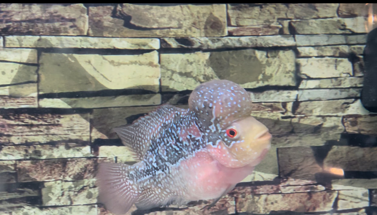 Flower horn cichlid -Kamfa f3)wrap fin and full head pearl)- home breed - high quality*