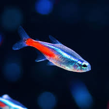 Neon tetra - H2O aquarium