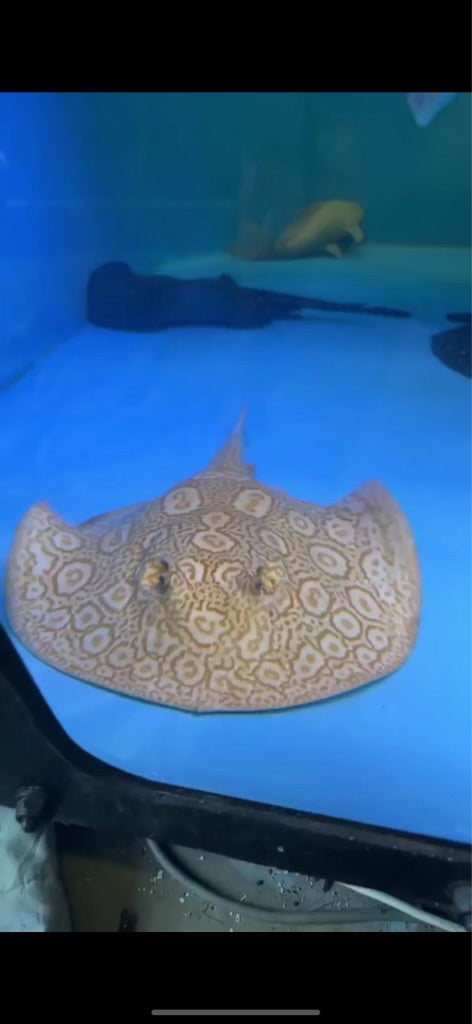 Motoro Het Pup Stingrays for Sale: Premium Quality, Healthy Juveniles with Care Requirements