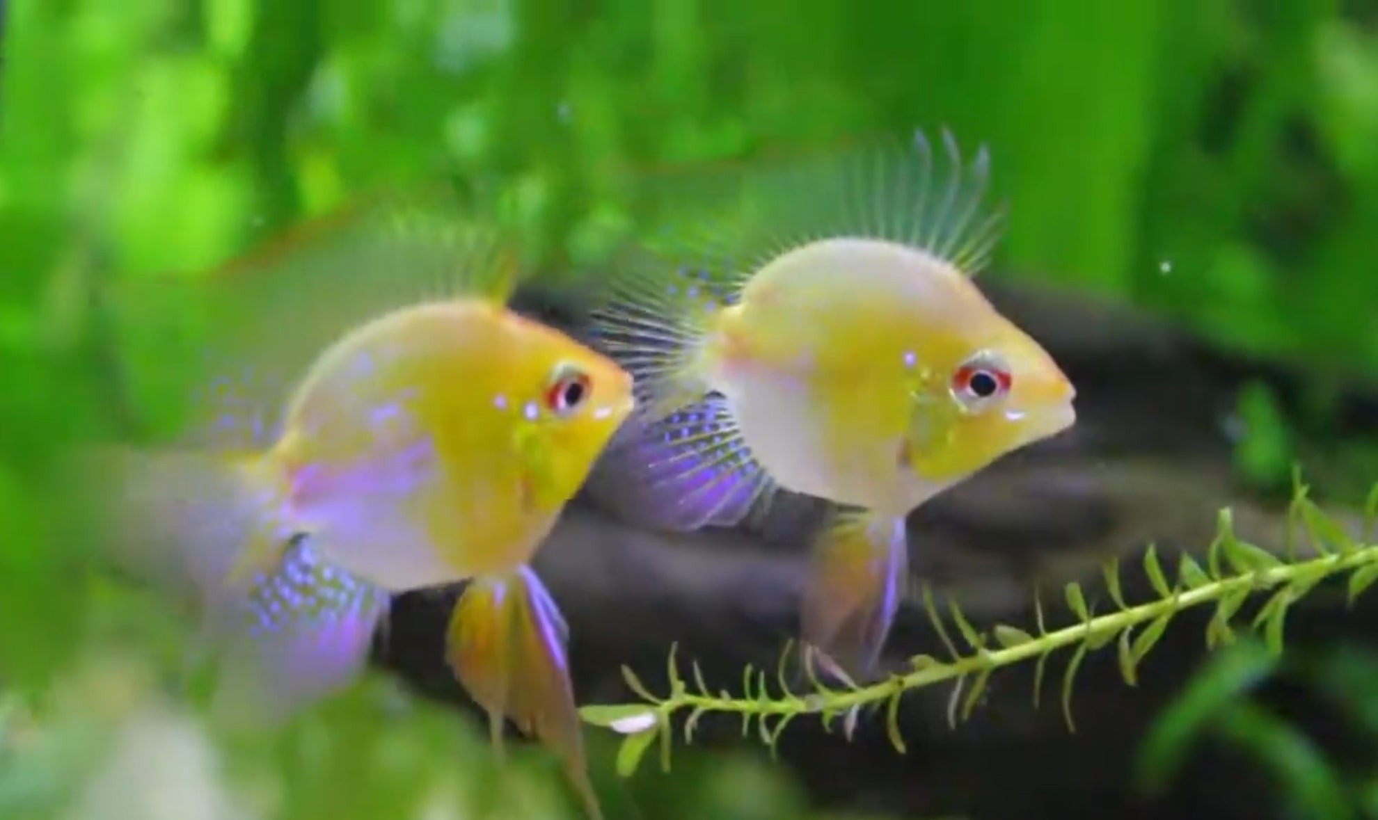 Golden Balloon Ram Fish for Sale in Australia: Expert Care Guide, Tank Setup, and Breeding Tips