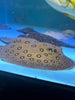 Motoro Het Pup Stingrays for Sale: Premium Quality, Healthy Juveniles with Care Requirements