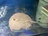 Motoro Het Pup Stingrays for Sale: Premium Quality, Healthy Juveniles with Care Requirements