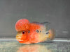 2 tone SRD(super red dragon)flower horn cichlid -home breed (top quality)