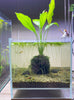 Betta fish tanks aquascapes with betta fish included (only Melbourne)*