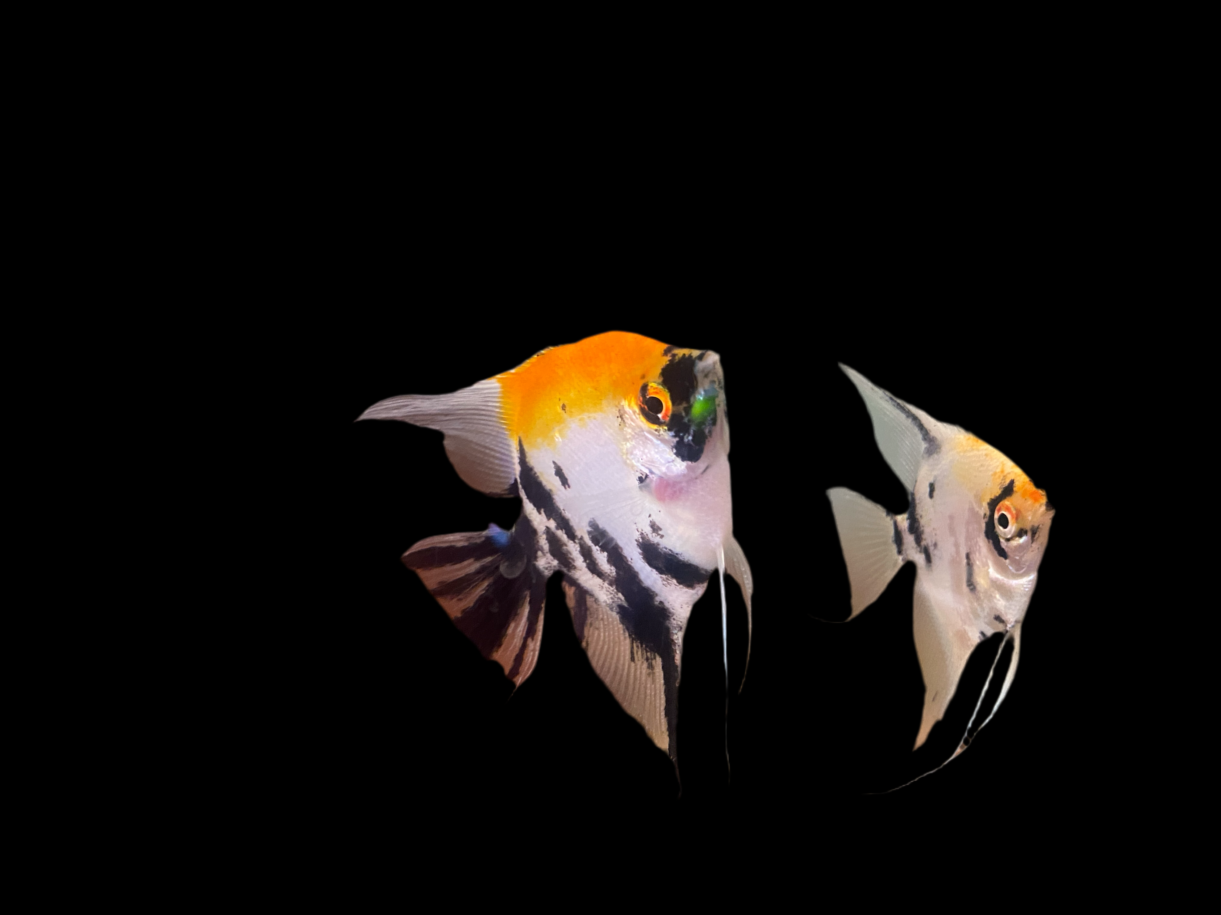 Koi Angelfish in Australia - Stunning Koi Angelfish for Sale