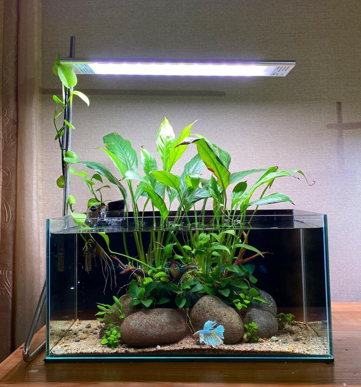 Betta fish tanks aquascapes with betta fish included (only Melbourne)*