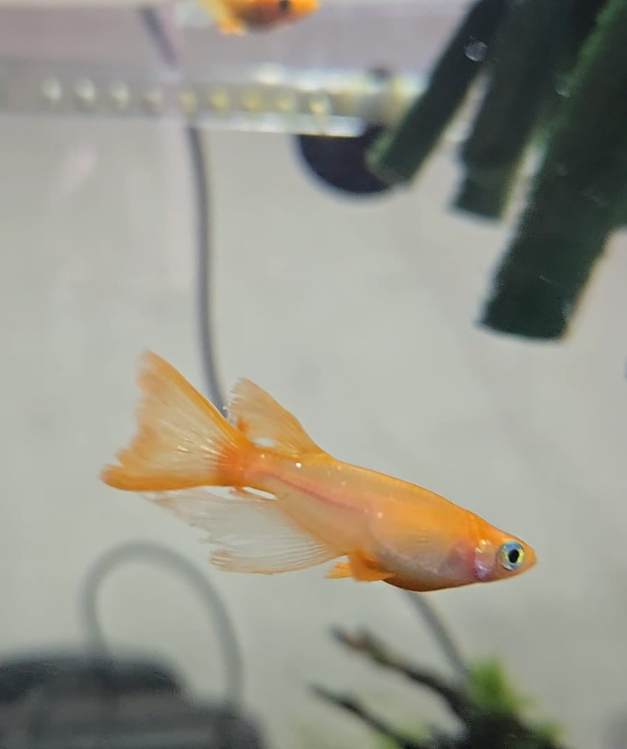 Sunrise Longfin Medaka Fish - Rare Longfin Japanese Rice Fish for Sale