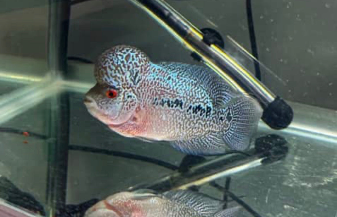 Flower horn cichlid -Kamfa f3)wrap fin and full head pearl)- home breed - high quality*