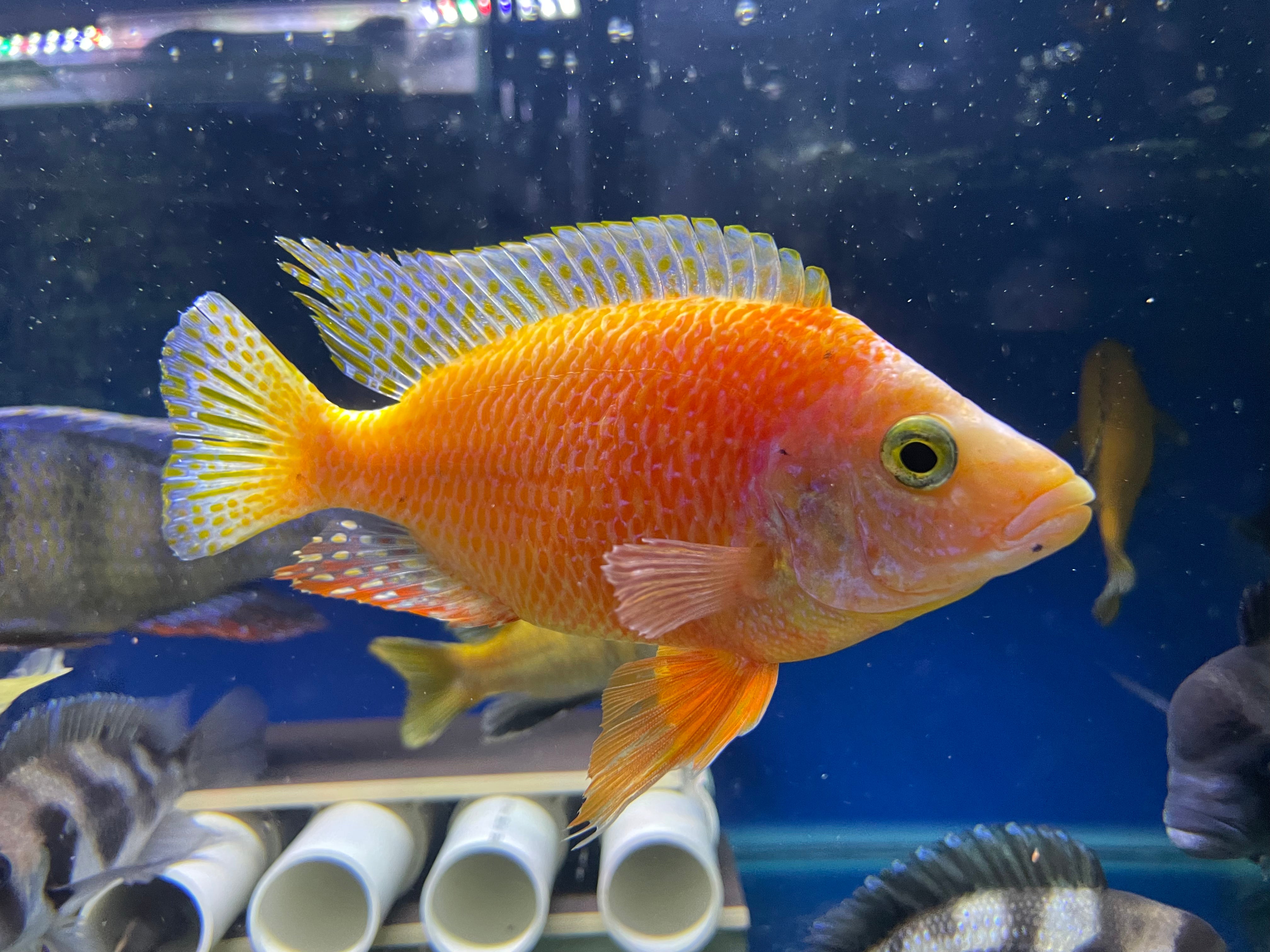 "Strawberry Peacock Cichlid 17cm for Sale | Premium Quality & Comprehensive Care Guide"