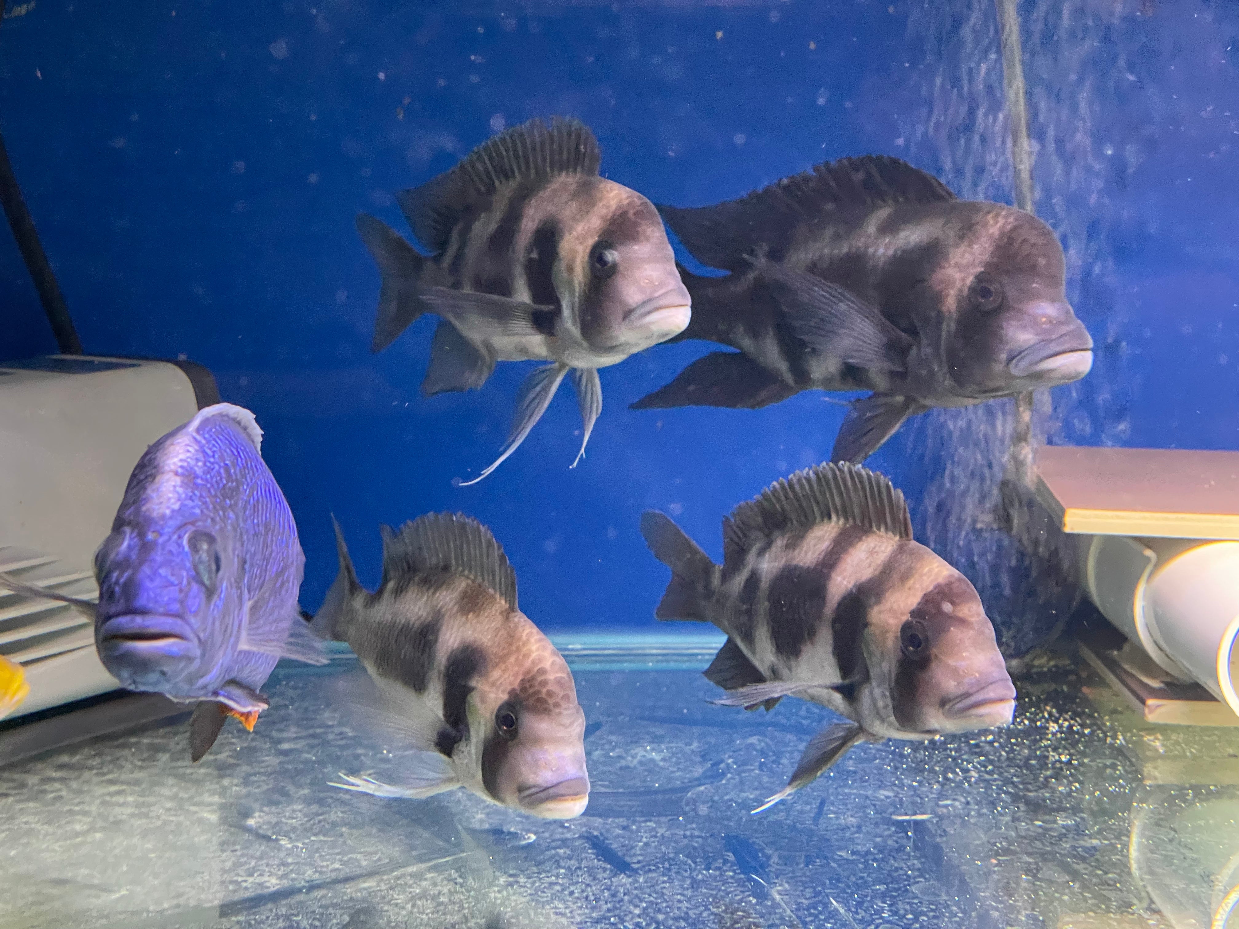 Frontosa fish care online