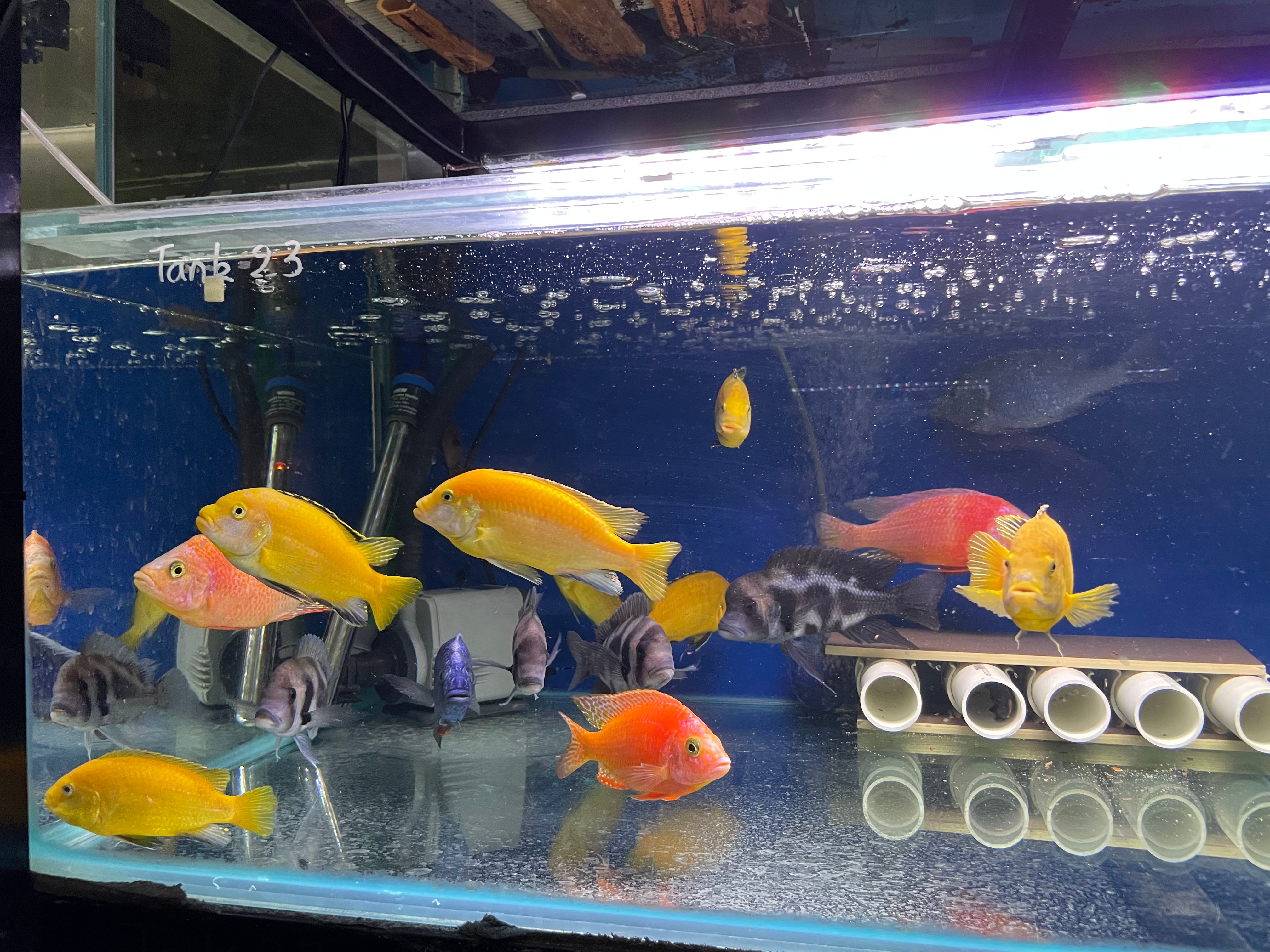 Electric Yellow Cichlid for Sale | Premium Quality