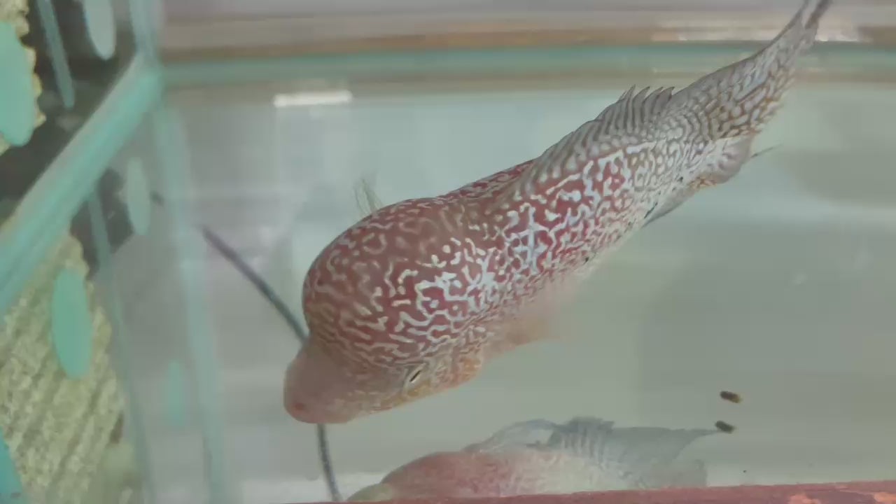 Flower horn cichlid (Kamfa f2 full head and face pearl, perfect wrap fin) - home breed (high quality)