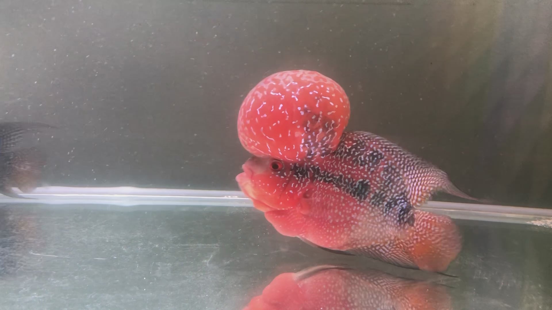 Super red dragon, big monster head flowerhorn cichlid - home breed