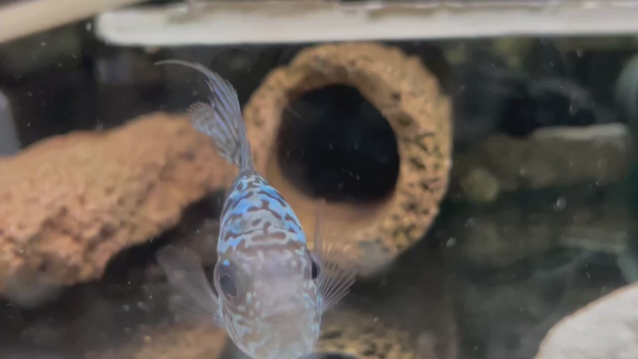 Flower horn cichlid Kamfa f3: dad is white tiger and mom is kamfa f2. Full head pearl and big head potential: