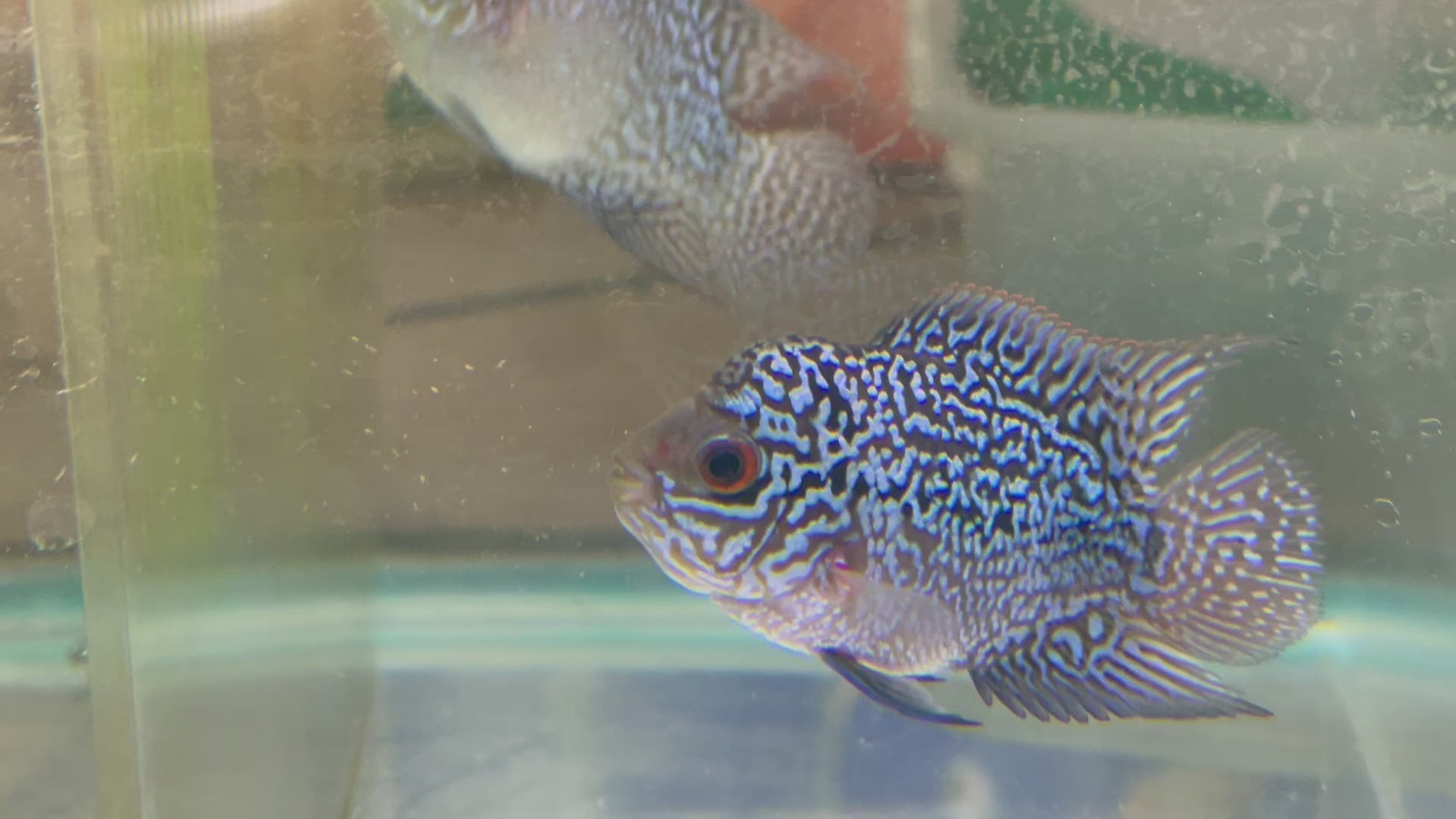 Flower horn cichlid Kamfa f3: dad is white tiger and mom is kamfa f2. Full head pearl and big head potential: