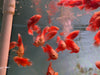 Load and play video in Gallery viewer, Super red chilli Oscar  8-9cm