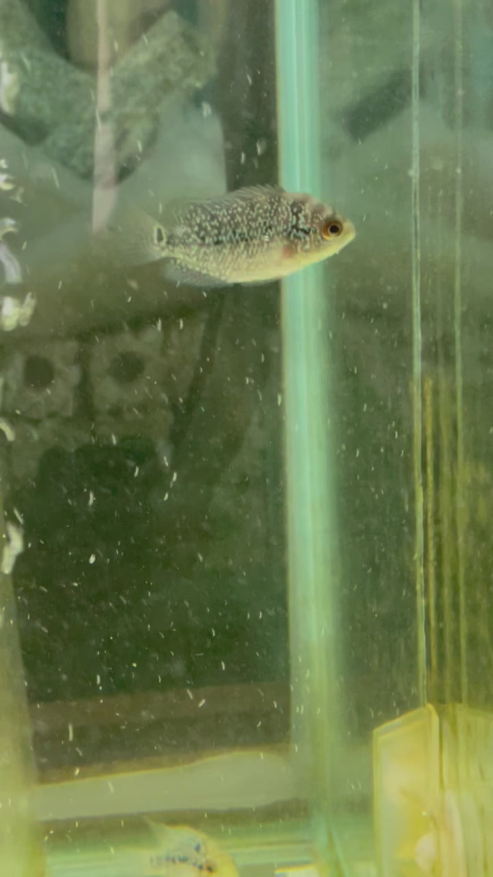 Flower horn cichlid Kamfa f3 forming. All having good potential