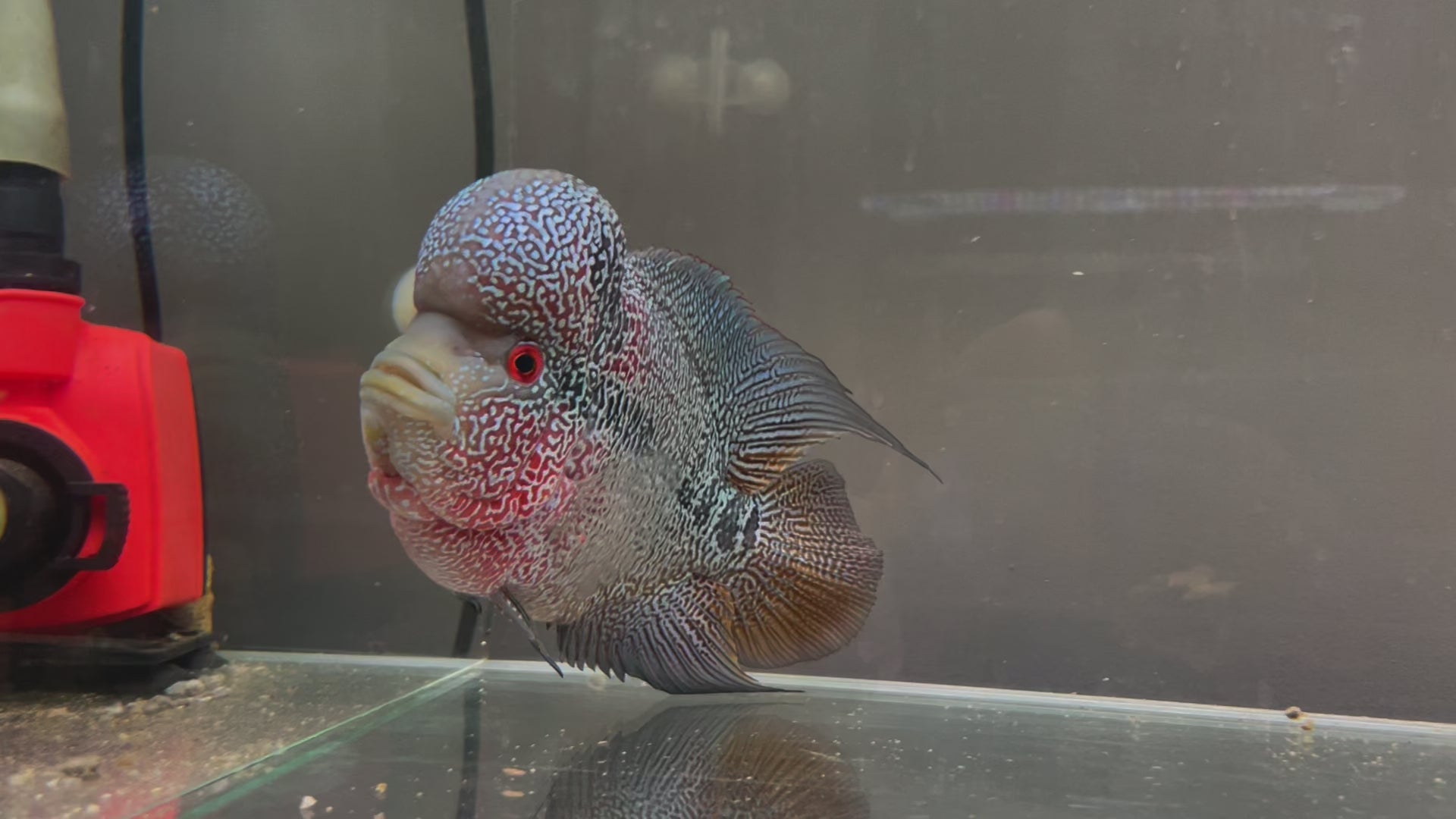 Cencu X SRD flowerhorn for sale -full head pearl